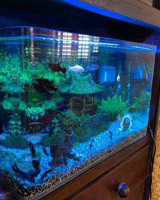 Acquario da 60 Litri