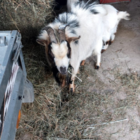 Capretto tibetano