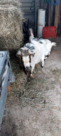 Capretto tibetano