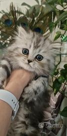 Gattina persiana silver shade