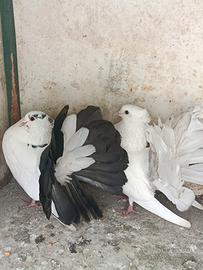 Pavoncelli Indiani