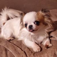 Chihuahua per accoppiamento