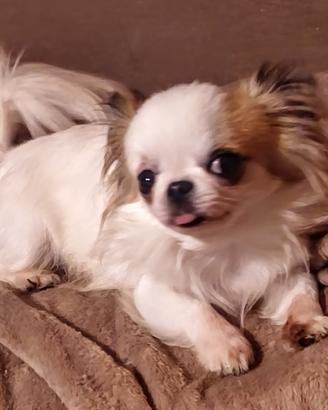 Chihuahua per accoppiamento