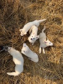 Siberian Husky con pedigree enci