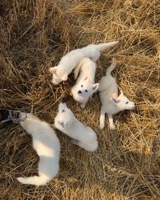 Siberian Husky con pedigree enci
