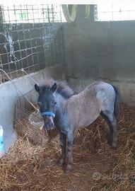 Pony maschio