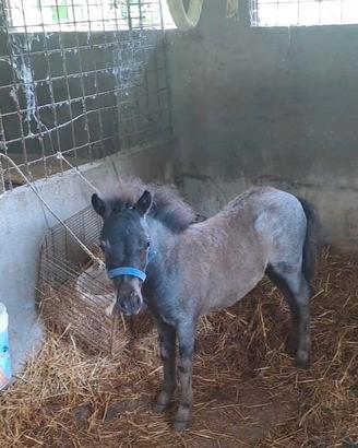 Pony maschio