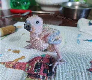 Pullo Conuro del sole