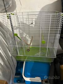 Gabbia uccellini