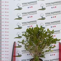 Buxus pianta siepe bosso