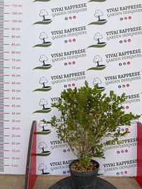 Buxus pianta siepe bosso