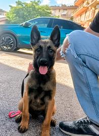Pastore belga malinois