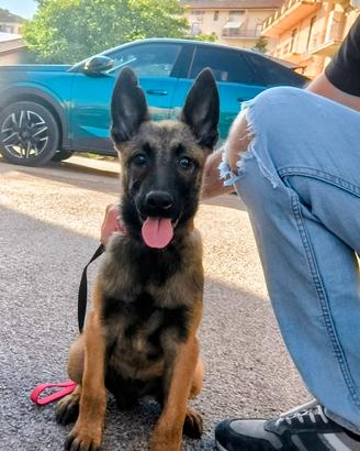 Pastore belga malinois