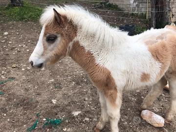 Pony femmina