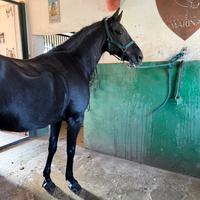Cavallo dressage