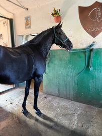 Cavallo dressage