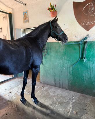 Cavallo cruzado