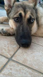 Splendida incrocio Husky/Pastore Tedesco