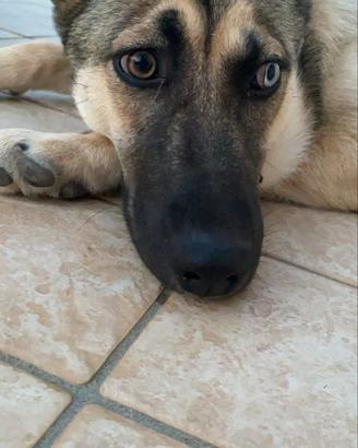 Splendida incrocio Husky/Pastore Tedesco