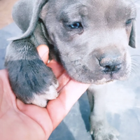 Cuccioli Cane Corso grigio blue, Formentino e ner