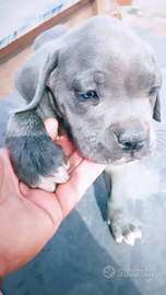 Cuccioli Cane Corso grigio blue, Formentino e ner