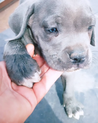 Cuccioli Cane Corso grigio blue, Formentino e ner