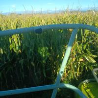 Balloni di trinciato di mais