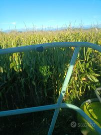 Balloni di trinciato di mais