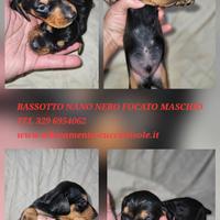 Bassotto kaninchen M4