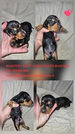 Bassotto kaninchen M4