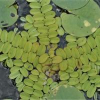 Salvinia - pianta  acquatica galleggiante 