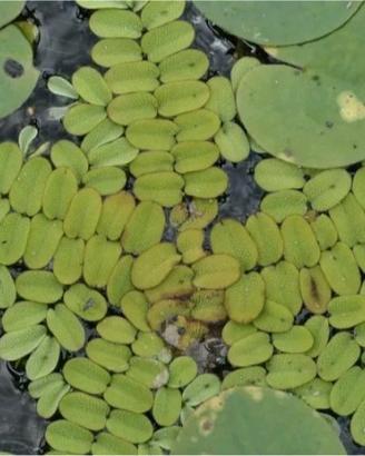 Salvinia - pianta  acquatica galleggiante 