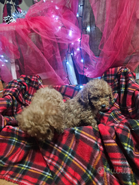 Barboncino Red Toy 24 cm