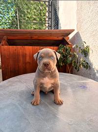 Cuccioli American Pitbull tricolor con pedigree