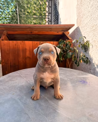 Cuccioli American Pitbull tricolor con pedigree