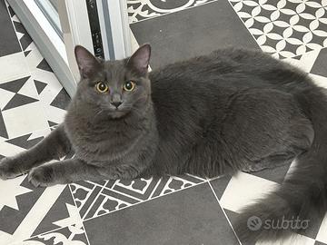 Stupendi gattini
