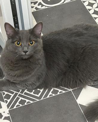Stupendi gattini