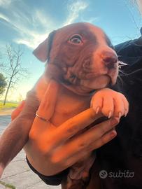 Cucciolo pitbull