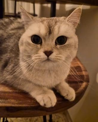 La casetta per Chicca