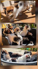 Regalasi Gattini