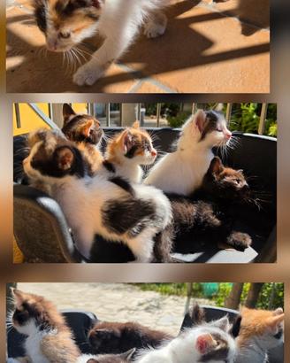 Regalasi Gattini