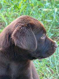 Labrador Retriever 