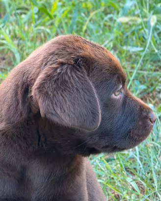 Labrador Retriever 
