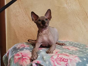 Sphynx cucciolo