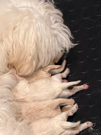 Maltipoo