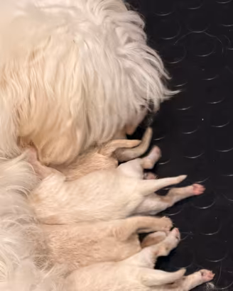 Maltipoo