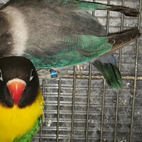 Coppia insep mascherato verde x euwing blu