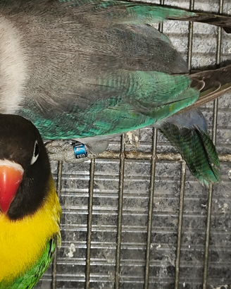 Coppia insep mascherato verde x euwing blu