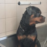 Rottweiler pedigree maschio di 3 anni per accoppia