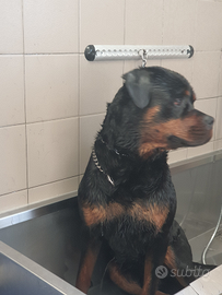 Rottweiler pedigree maschio di 3 anni per accoppia